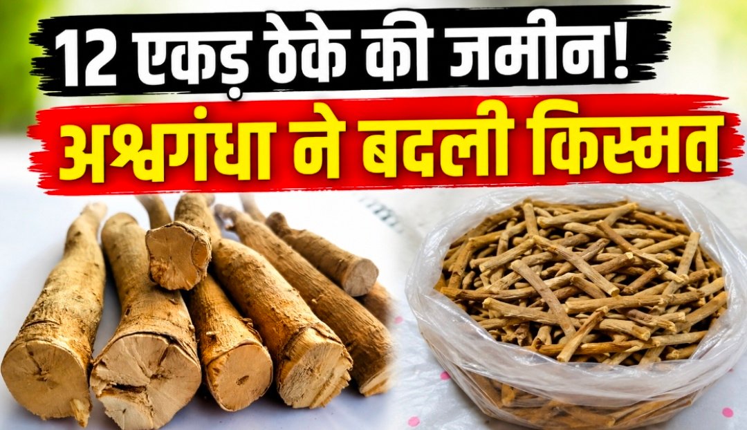 जमीन अपनी नहीं थी, लेकिन हौसला अपना था… अश्वगंधा ने बदल दी तस्वीर,कमाया लाखों का मुनाफा
